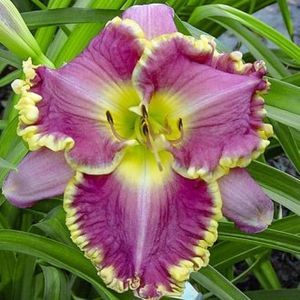 crin-de-o-zi-hemerocallis-face-of-the-stars_1