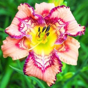 crin-de-o-zi-hemerocallis-get-jiggy_1