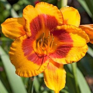 crin-de-o-zi-hemerocallis-tigger_1