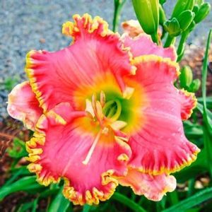 crin-de-o-zi-hemerocallis-divas-choice_1