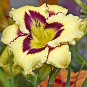crin-de-o-zi-hemerocallis-el-desperado_1