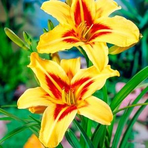 crin-de-o-zi-hemerocallis-bonanza_1