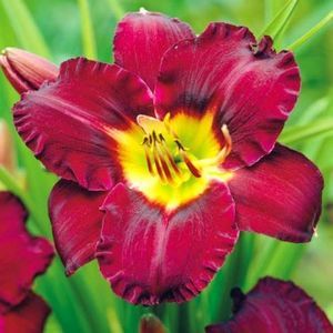 crin-de-o-zi-hemerocallis-bela-lugosi_1