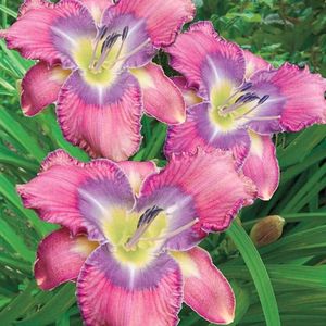 Mildred-Mitchell-Reblooming-Daylily