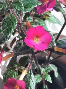 Xachimenantha Chancey Marie