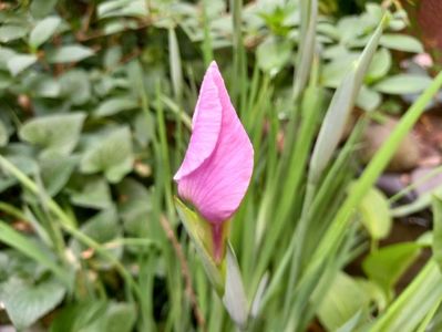 Iris ensata "Rose Queen"