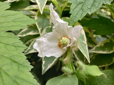 Meconopsis - mac himalayan alb
