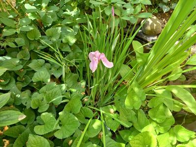 Iris ensata "Rose Queen"