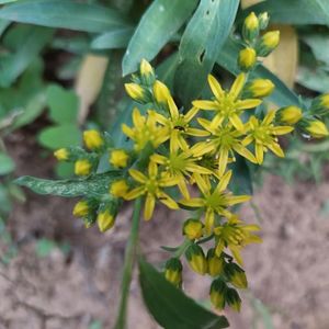 Iarbă grasă -Sedum acre Yeiiow