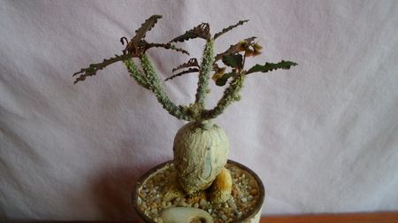 Euphorbia suzannae-marnierae