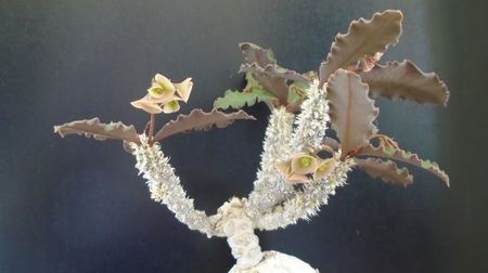 Euphorbia suzannae-marnierae