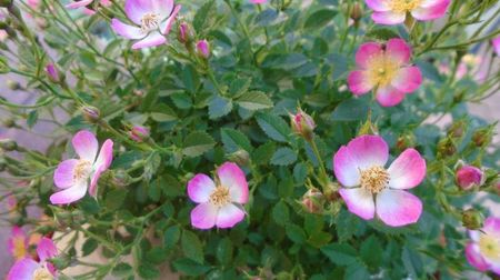 Rosa Cutie Pie