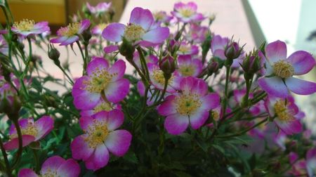 Rosa Cutie Pie