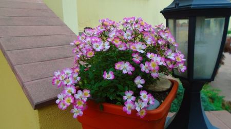 Rosa Cutie Pie