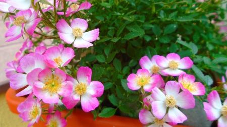 Rosa Cutie Pie