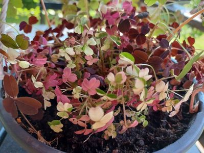 Oxalis plum craxy