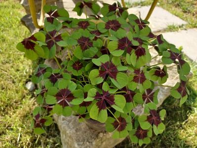 oxalis deppei