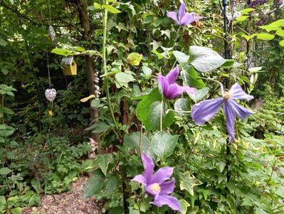 Clematis "Annabelle"