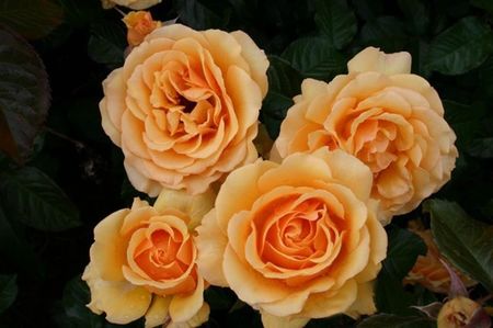 Rosa Amber Queen (Harroony)