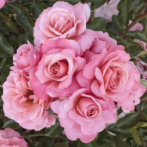 Rosa Botticelli (Meisylpho)