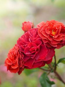 Rosa Brown Velvet (Macultra)7