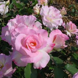 Rosa Charles Aznavour (Meibeausai)