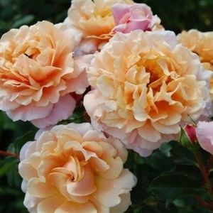 Rosa Chateau de Vaumarcus