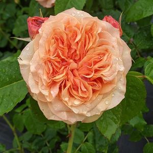 Rosa Country Trendsetter