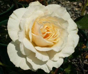 Rosa Edelweiss