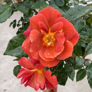 Rosa Espresso (Spekbrown)