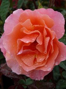 Rosa Fragrant Delight.