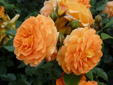 Rosa Goldelse (Tandolgnil)