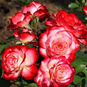 Rosa Jubilé du Prince de Monaco (Meisponge)