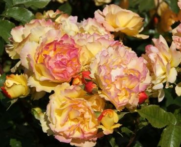 Rosa Lampion (Tan06004)