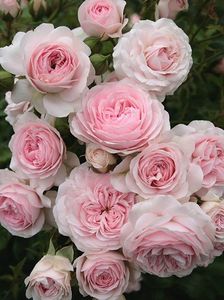 Rosa Larissa (Korbaspro)