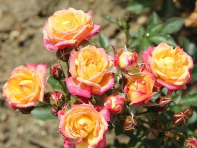 Rosa Masquerade