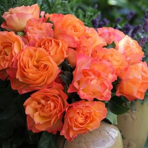 Rosa Message d'Espoir (Meishamalo)