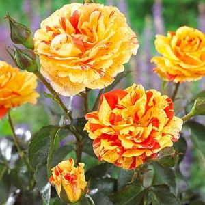 Rosa Oranges & Lemons (Macoranlem).