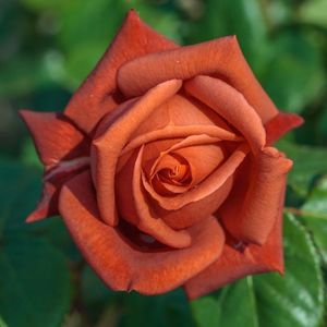 Rosa Terracotta (Simchoca)