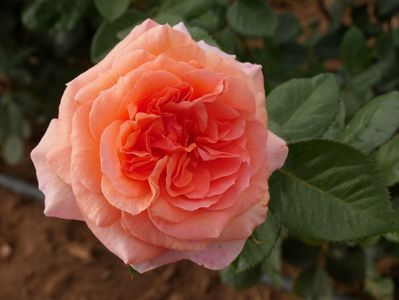 Rosa Amour de Molene (Adaruocal)