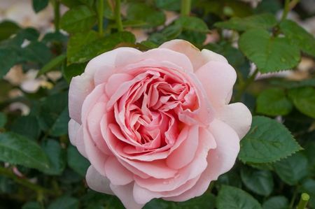 Rosa Aphrodite (Tan00847)