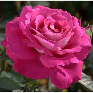 Rosa Baron E. de Rothschild (Meigriso)