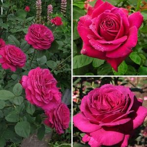 Rosa Big Purple (Stebigpu)