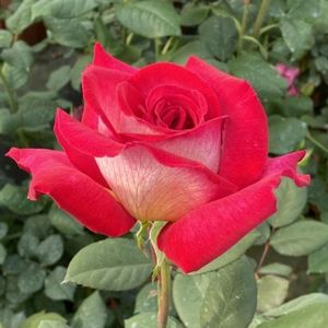 Rosa Bolchoï (Meizuzes)