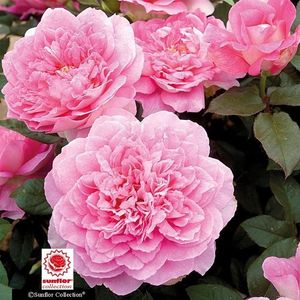 Rosa Borneo Odore (Intercomgarf).