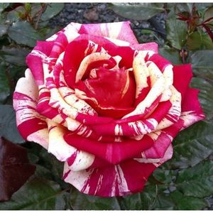 Rosa Broceliande (Adaterhuit)
