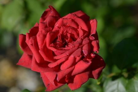 Rosa Burgund '81 (Korgund81)