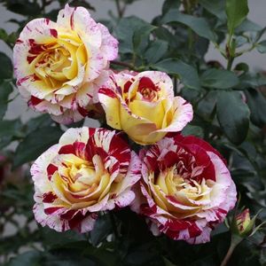 Rosa Camille Pissaro (Delstricol)