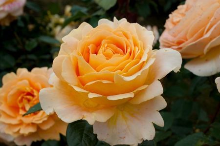 Rosa Candlelight (Tan94488)