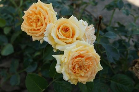 Rosa Cappuccino (tan00628)